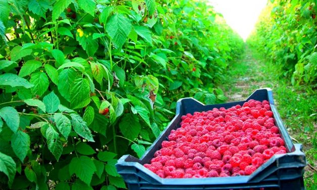 Magyar vállalatok nyugat-balkáni beruházásait támogatja a magyar kormány