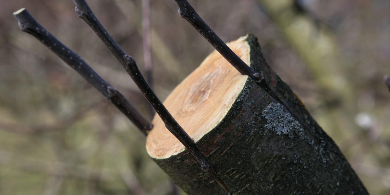 <span class="entry-title-primary">Ha találunk egy békát, megkérdezhetjük az időjárásról</span> <span class="entry-subtitle">Gyümölcsoltó Boldogasszony</span>