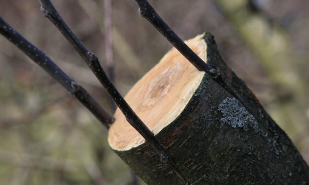 <span class="entry-title-primary">Ha találunk egy békát, megkérdezhetjük az időjárásról</span> <span class="entry-subtitle">Gyümölcsoltó Boldogasszony</span>