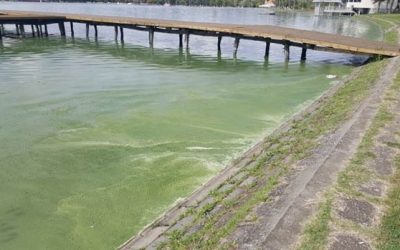 Tíz évvel ezelőtt a Palicsi-tóból húzták ki a holttestét