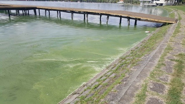 A jövő héten kezdik meg a Palicsi-tó szanálását