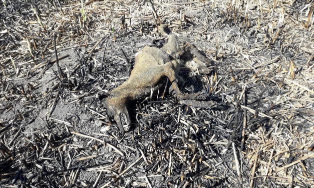 Gyújtogatás miatt elevenen égtek el az állatok a szabadkai vadászterületen