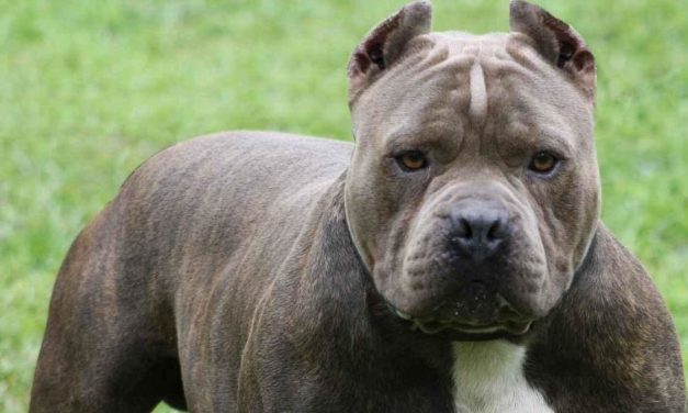 Elaltatták a kutyát, amelyik halálra mart egy nőt Pancsován