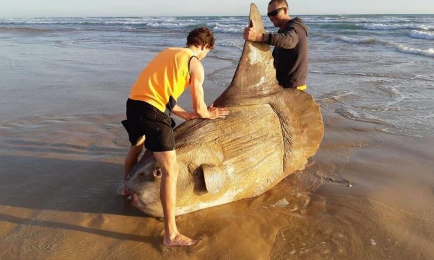 Egy óriási holdhal tetemét sodorta partra a víz egy dél-ausztráliai strandon