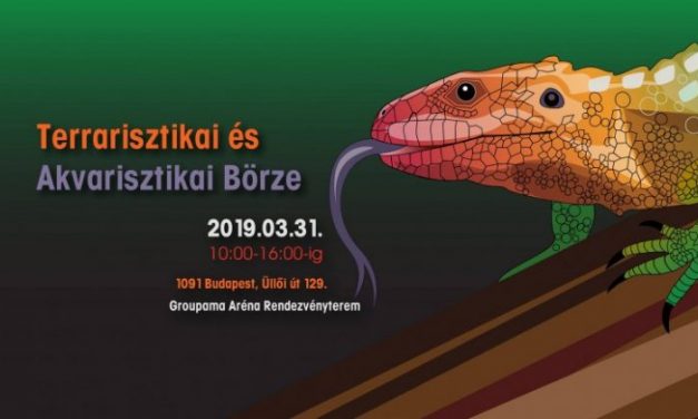 Terrarisztikai börzét rendeznek március végén Budapesten