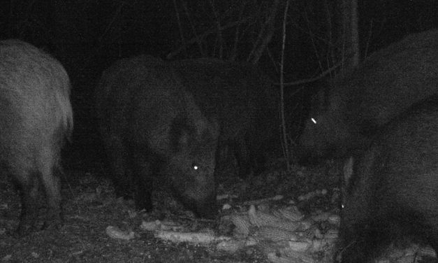 Nem találják a vaddisznókat
