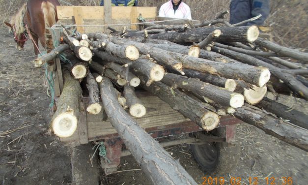 <span class="entry-title-primary">Tűzifamaffia irtja a Tisza menti erdőket</span> <span class="entry-subtitle">A fatolvajok vadászpuskákból lőttek rá a járőröző önkéntesek csónakjára</span>