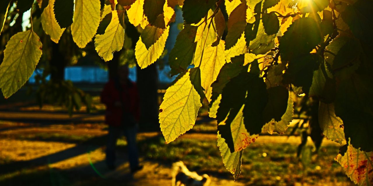 <span class="entry-title-primary">Nagyapa</span> <span class="entry-subtitle">Marcsák Gergely verse</span>