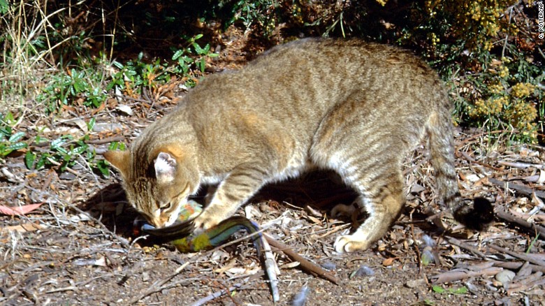 Mérgezett kolbásszal irtana ki kétmillió vadmacskát az ausztrál kormány