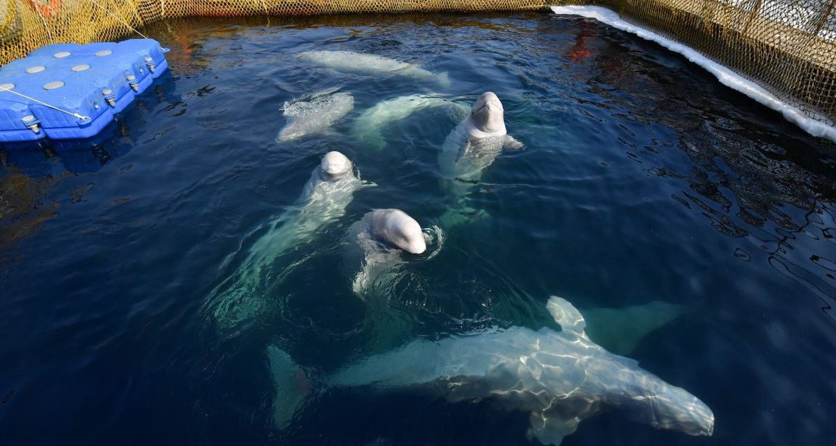 Kilencvenhét illegálisan elfogott bálna szabadon engedését tervezi Oroszország