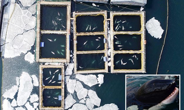 Az összes delfint szabadon fogják engedni az „orosz cetbörtönből”