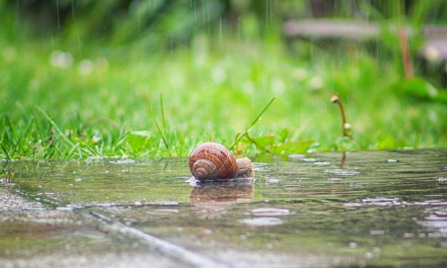 Egész nap esni és villámlani fog Vajdaság-szerte