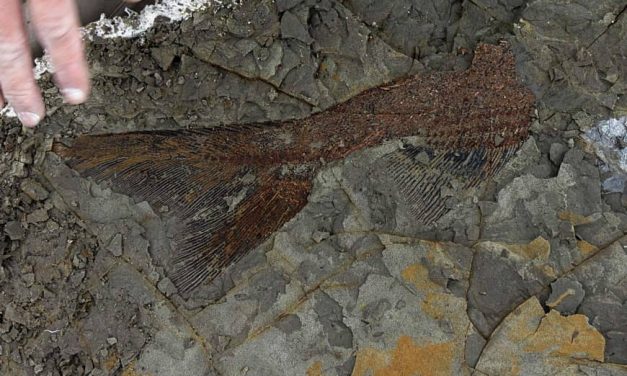 Óriási, 66 millió évvel ezelőtti becsapódás nyomait őrző kövületeket tártak fel