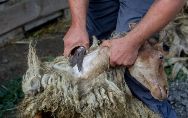 Zenta: Vasárnap rendezik meg a XVII. Birkanyíró és Birkapörkölt Főző Fesztivál
