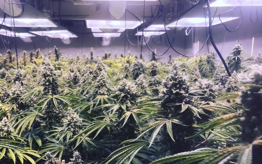 Lopott árammal termelt marihuánát egy villanyszerelő