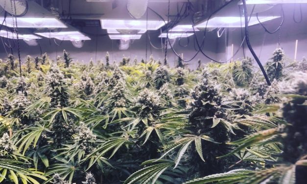 Lopott árammal termelt marihuánát egy villanyszerelő