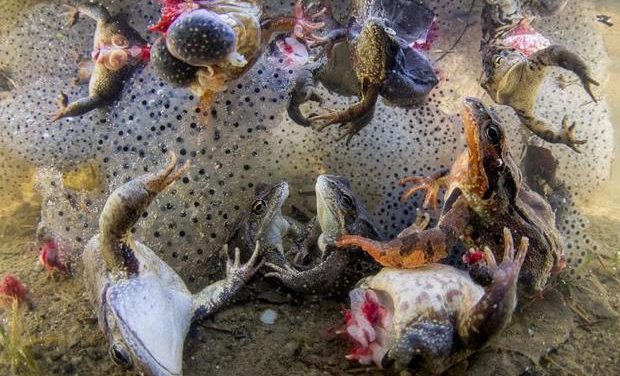 Magyar fotós nyert a World Press Photo természetfotó kategóriájában