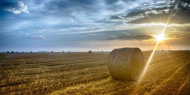 Vajdaságban tizenhárom százalékkal csökkent a mezőgazdasági birtokok száma