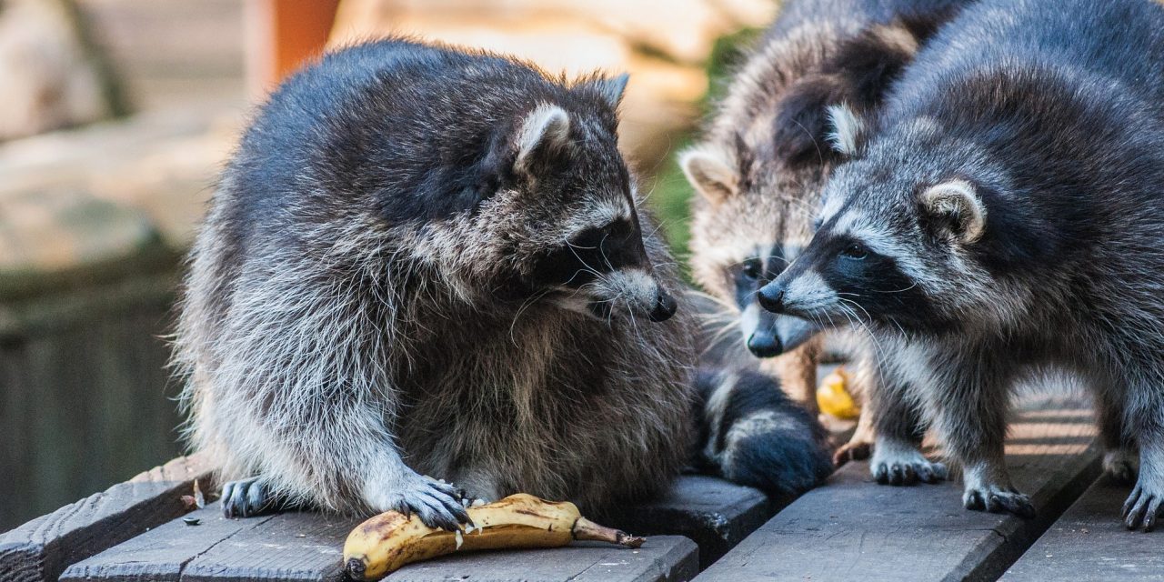 <span class="entry-title-primary">A nagy mosómedve-migráció</span> <span class="entry-subtitle">Európa a németeket hibáztatja</span>