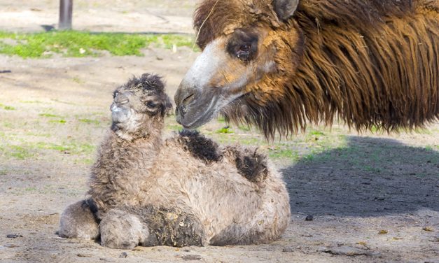Cuki tevecsikó született a Szegedi Vadasparkban