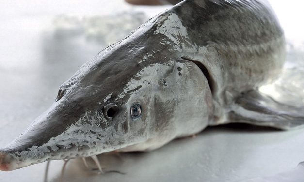 Visszatelepíti a tokhalat a Dunába a WWF