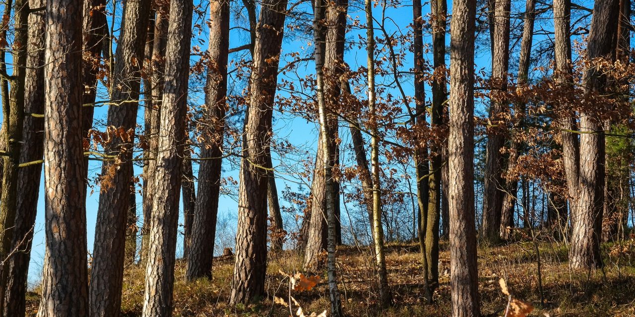 Lehet, hogy Európában már nincsenek elég magas fák a Notre-Dame helyreállításához