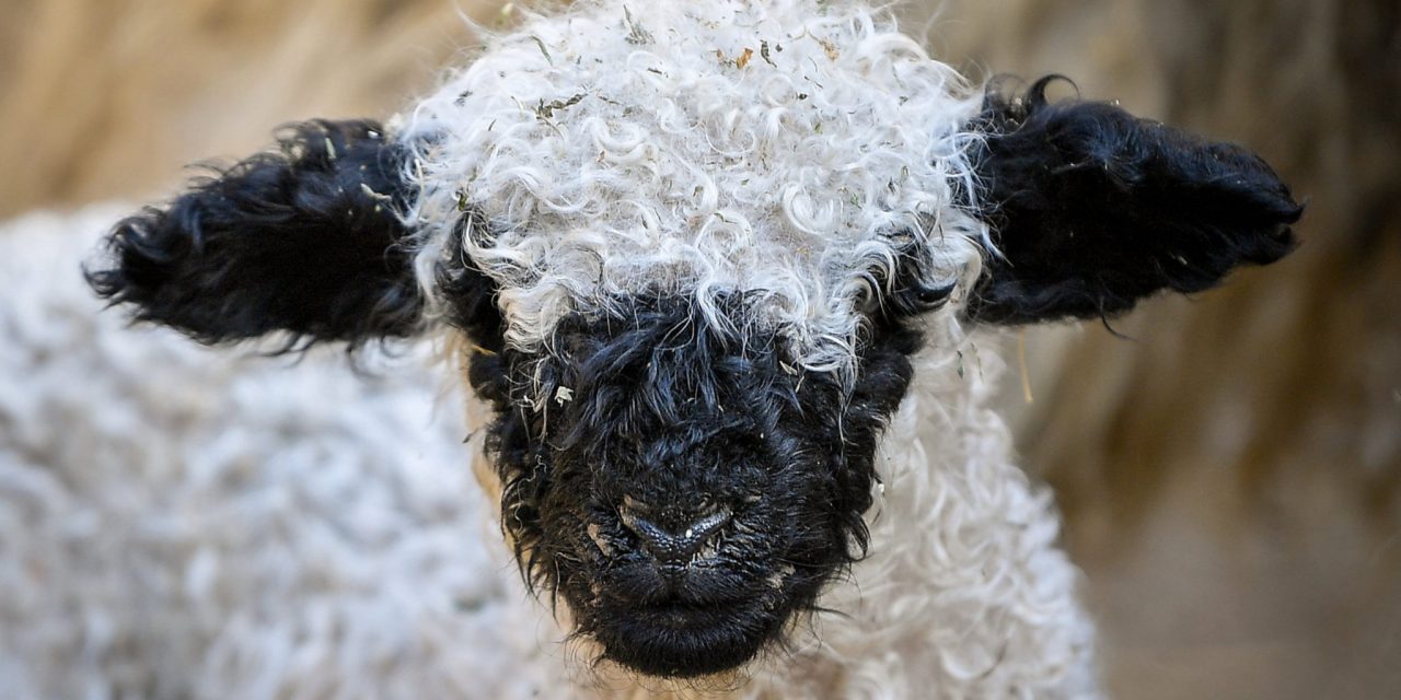 Wallisi feketeorrú bárány született a Debreceni Állat- és Növénykertben