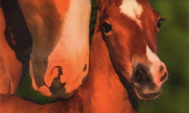 <span class="entry-title-primary">Dovbus</span> <span class="entry-subtitle">Marcsák Gergely verse</span>