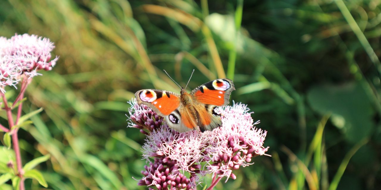 <span class="entry-title-primary">A pillangó tánca</span> <span class="entry-subtitle">Mentovics Éva verse</span>