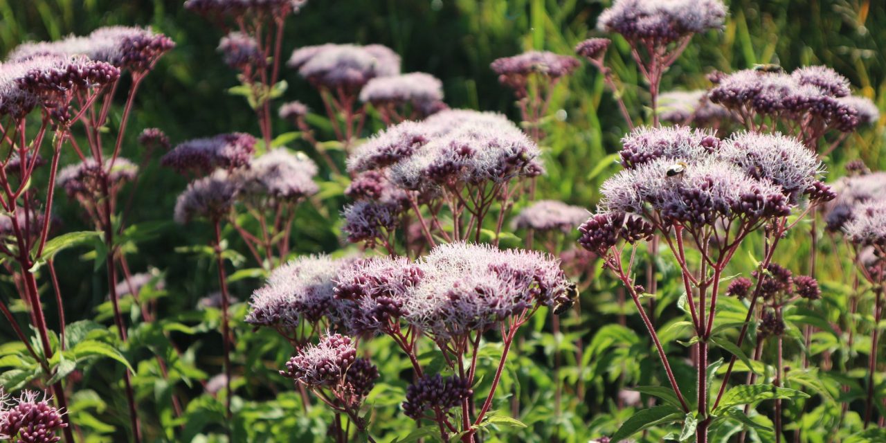 <span class="entry-title-primary">a mozgó lomb</span> <span class="entry-subtitle">Nebojsza István verse</span>