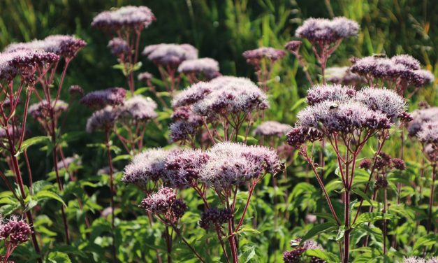 <span class="entry-title-primary">a mozgó lomb</span> <span class="entry-subtitle">Nebojsza István verse</span>