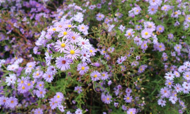 <span class="entry-title-primary">kitörölhetetlen</span> <span class="entry-subtitle">Nebojsza István verse</span>