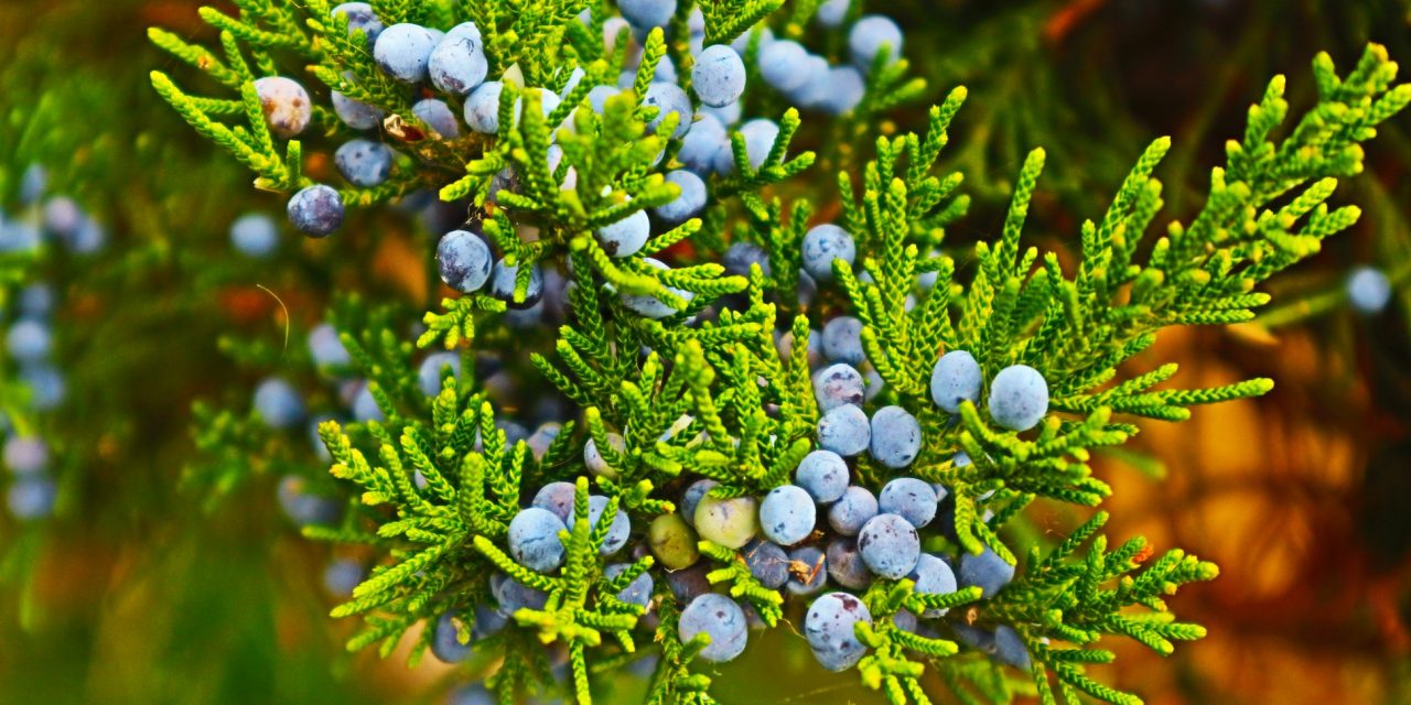 <span class="entry-title-primary">komp</span> <span class="entry-subtitle">Nebojsza István verse</span>