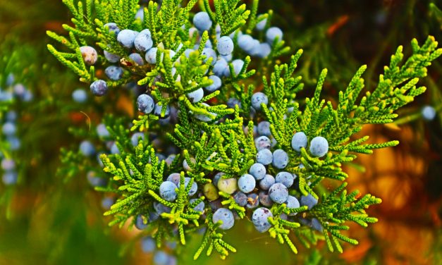 <span class="entry-title-primary">komp</span> <span class="entry-subtitle">Nebojsza István verse</span>