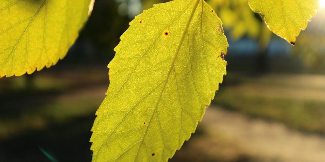 <span class="entry-title-primary">hangulat</span> <span class="entry-subtitle">Bartha György verse</span>