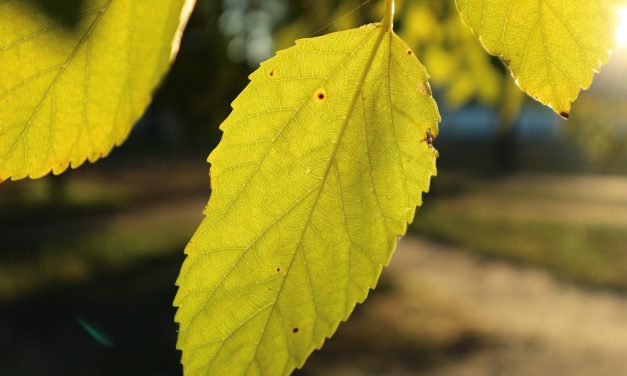 <span class="entry-title-primary">hangulat</span> <span class="entry-subtitle">Bartha György verse</span>