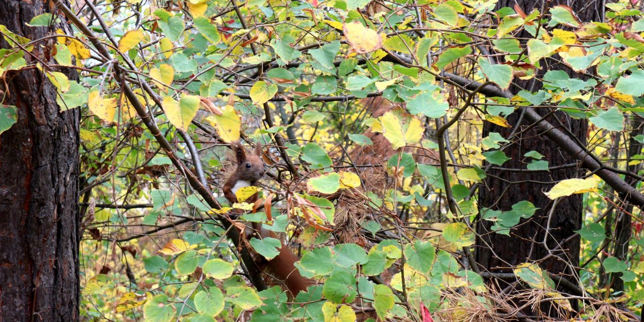 <span class="entry-title-primary">LIX. szonett</span> <span class="entry-subtitle">William Shakespeare költeménye</span>