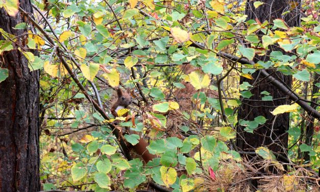 <span class="entry-title-primary">LIX. szonett</span> <span class="entry-subtitle">William Shakespeare költeménye</span>