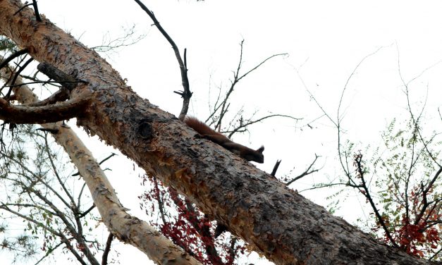 <span class="entry-title-primary">Etikett-minimum</span> <span class="entry-subtitle">Fodor Ákos verse</span>