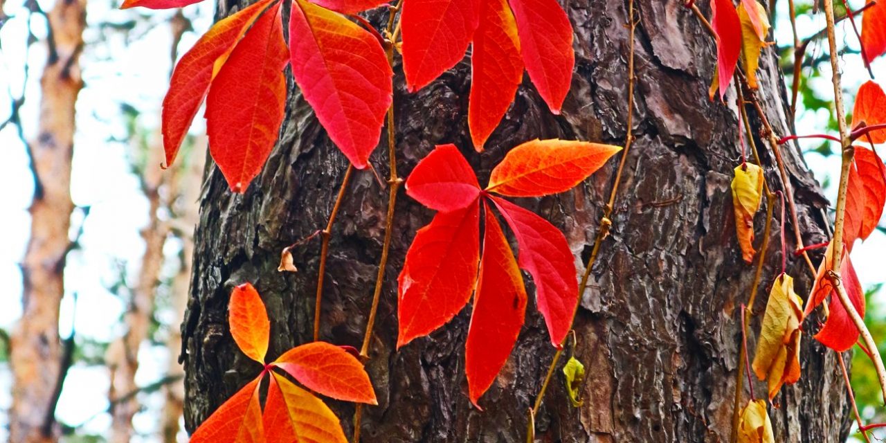 <span class="entry-title-primary">vörösbe öltözött erdő</span> <span class="entry-subtitle">Nebojsza István verse</span>