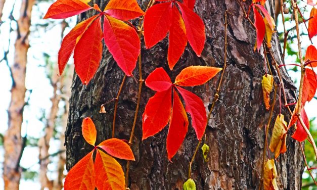 <span class="entry-title-primary">vörösbe öltözött erdő</span> <span class="entry-subtitle">Nebojsza István verse</span>