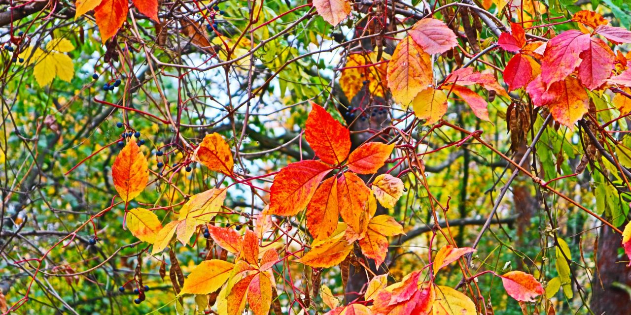 <span class="entry-title-primary">LXI. szonett</span> <span class="entry-subtitle">William Shakespeare költeménye</span>