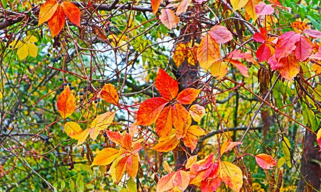 <span class="entry-title-primary">LXI. szonett</span> <span class="entry-subtitle">William Shakespeare költeménye</span>