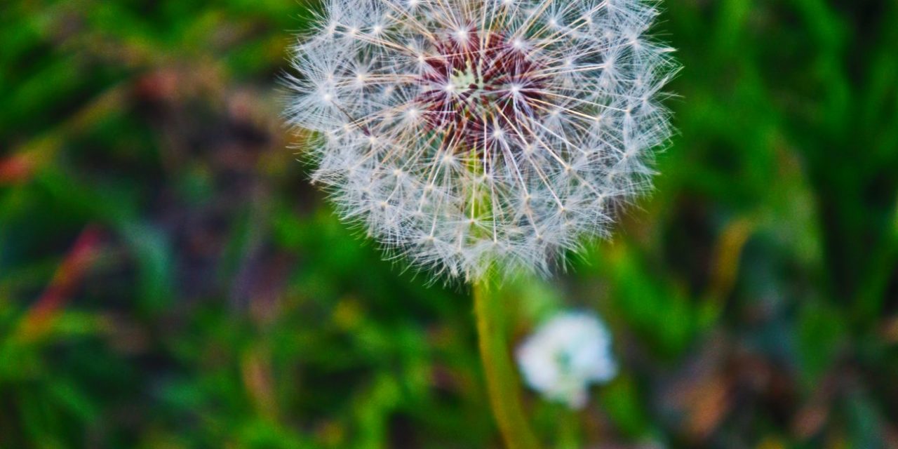 <span class="entry-title-primary">a harmadik katicabogár</span> <span class="entry-subtitle">Szabó Palócz Attila verse</span>