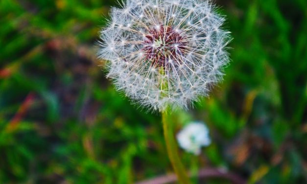 <span class="entry-title-primary">a harmadik katicabogár</span> <span class="entry-subtitle">Szabó Palócz Attila verse</span>