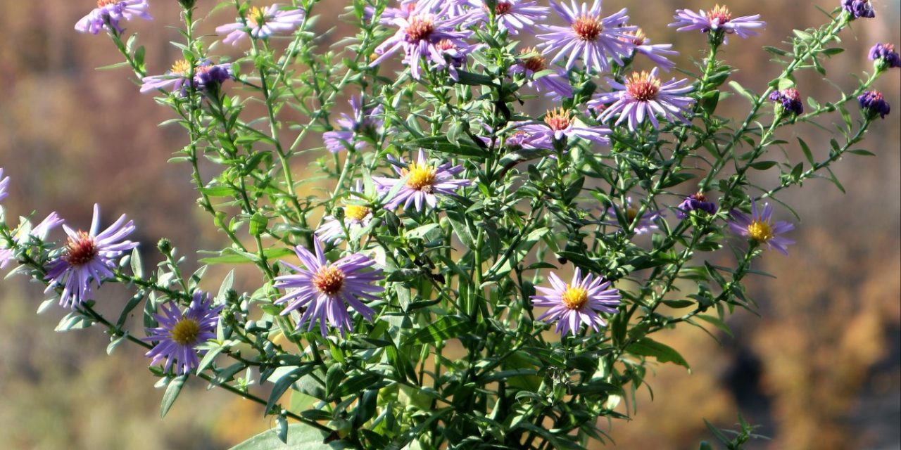 <span class="entry-title-primary">LXII. szonett</span> <span class="entry-subtitle">William Shakespeare költeménye</span>