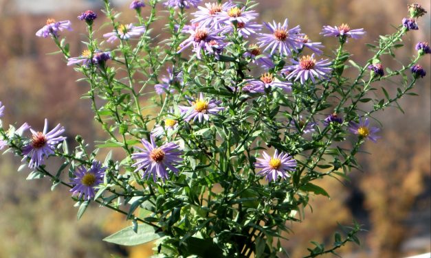 <span class="entry-title-primary">LXII. szonett</span> <span class="entry-subtitle">William Shakespeare költeménye</span>