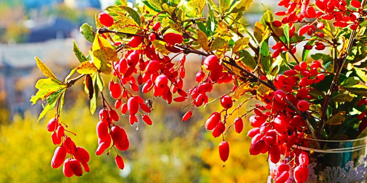 <span class="entry-title-primary">beázik a tető</span> <span class="entry-subtitle">Szabó Palócz Attila verse</span>