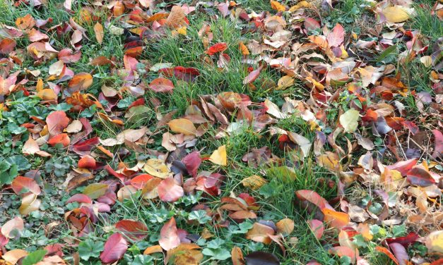 <span class="entry-title-primary">LXIV. szonett</span> <span class="entry-subtitle">William Shakespeare költeménye</span>