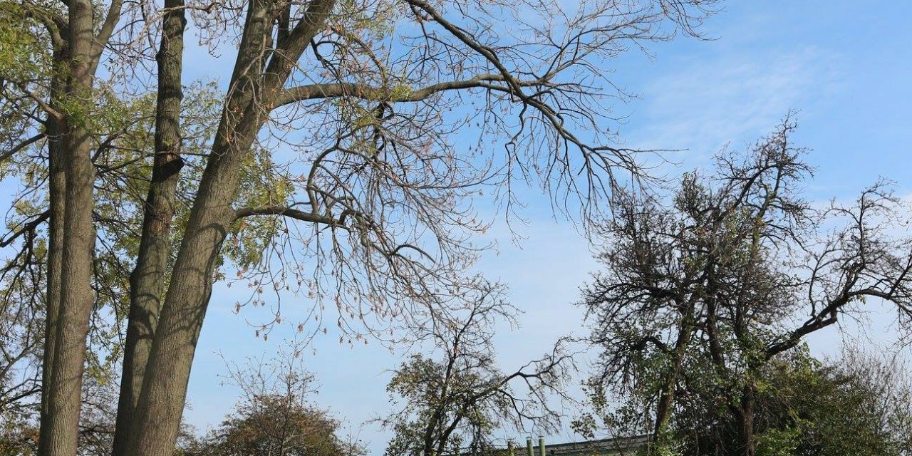 <span class="entry-title-primary">LXV. szonett</span> <span class="entry-subtitle">William Shakespeare költeménye</span>